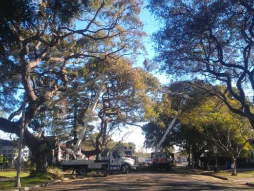 Thrifty Tree Service Inc