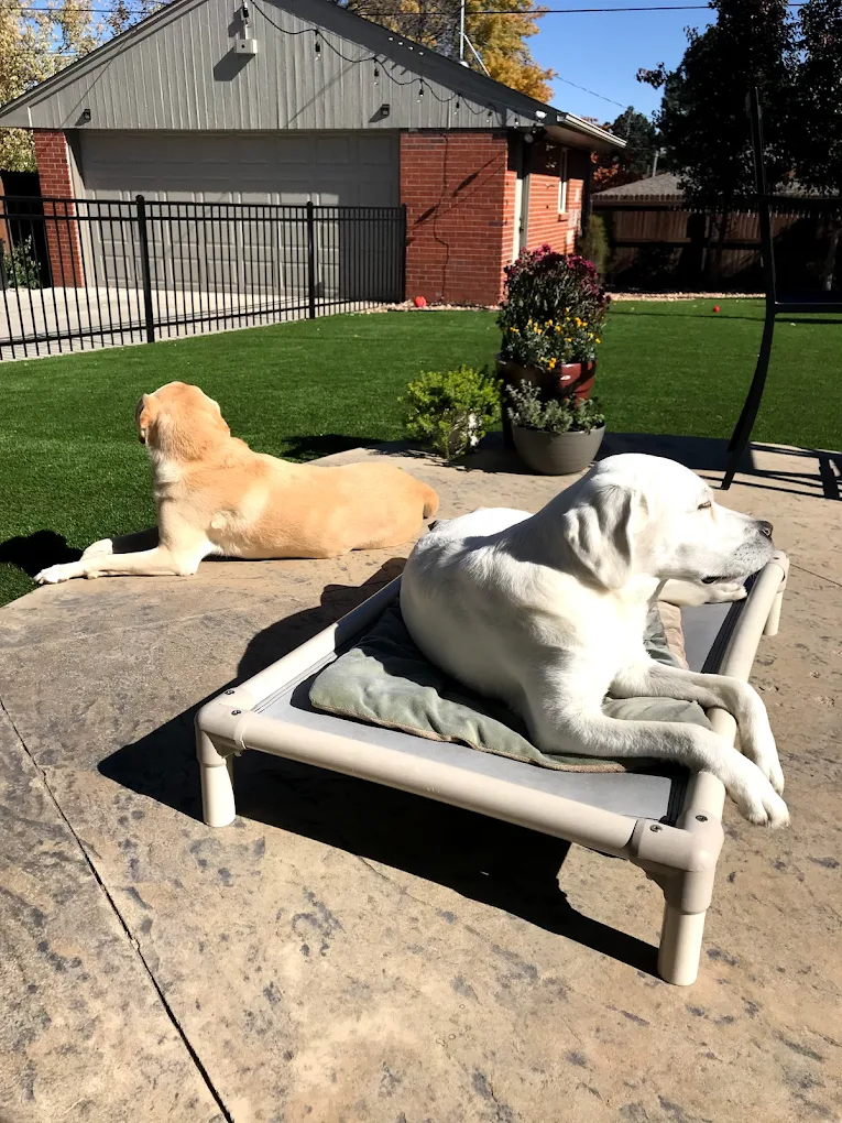 Dog Sitters LLC
