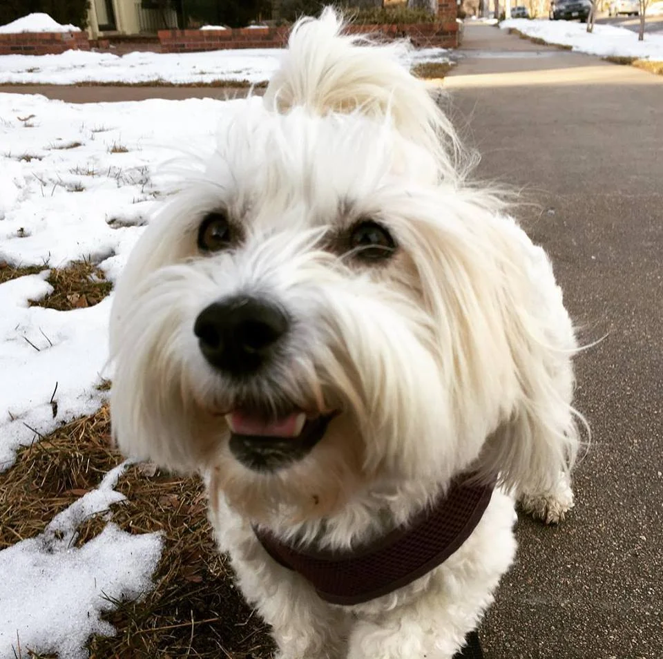 Denver Pro Pet Sitting
