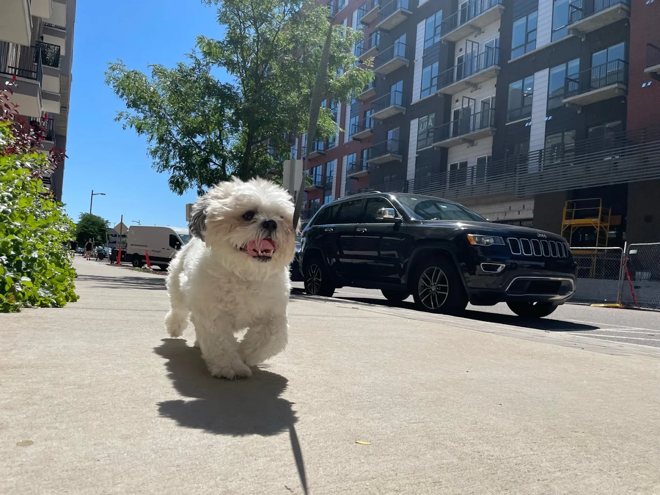 Johnny(DOG)Walker
