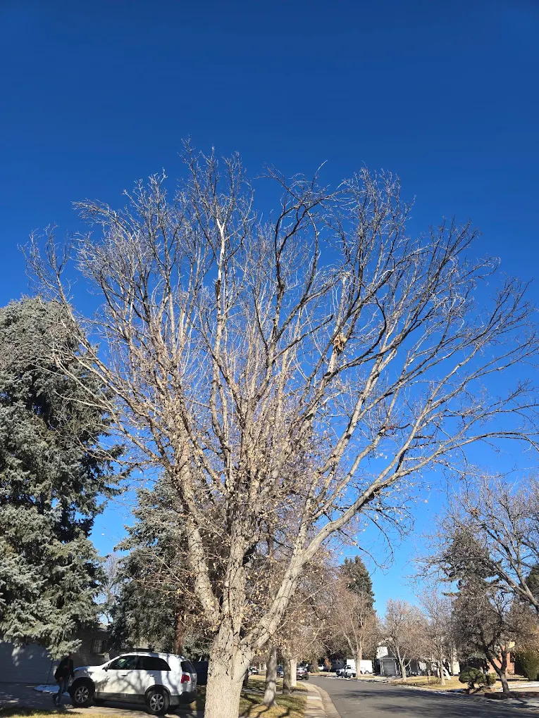 Environmental Tree Care LLC