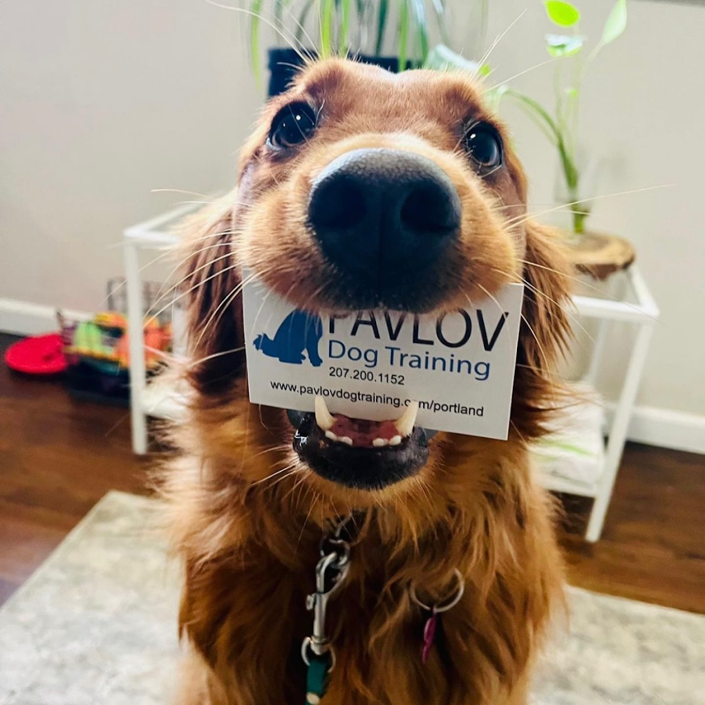 Pavlov Dog Training