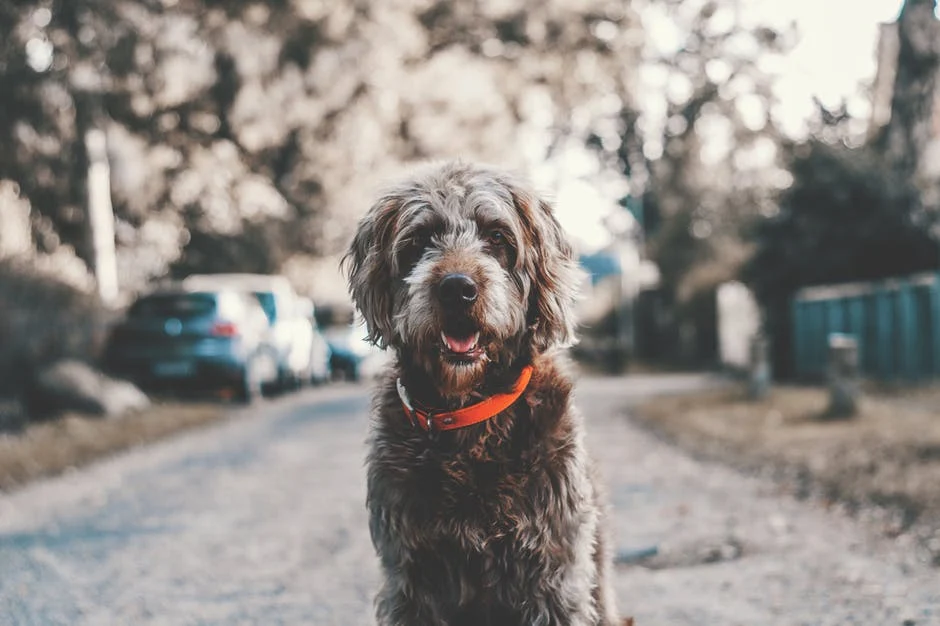 Grooming Arts Northwest
