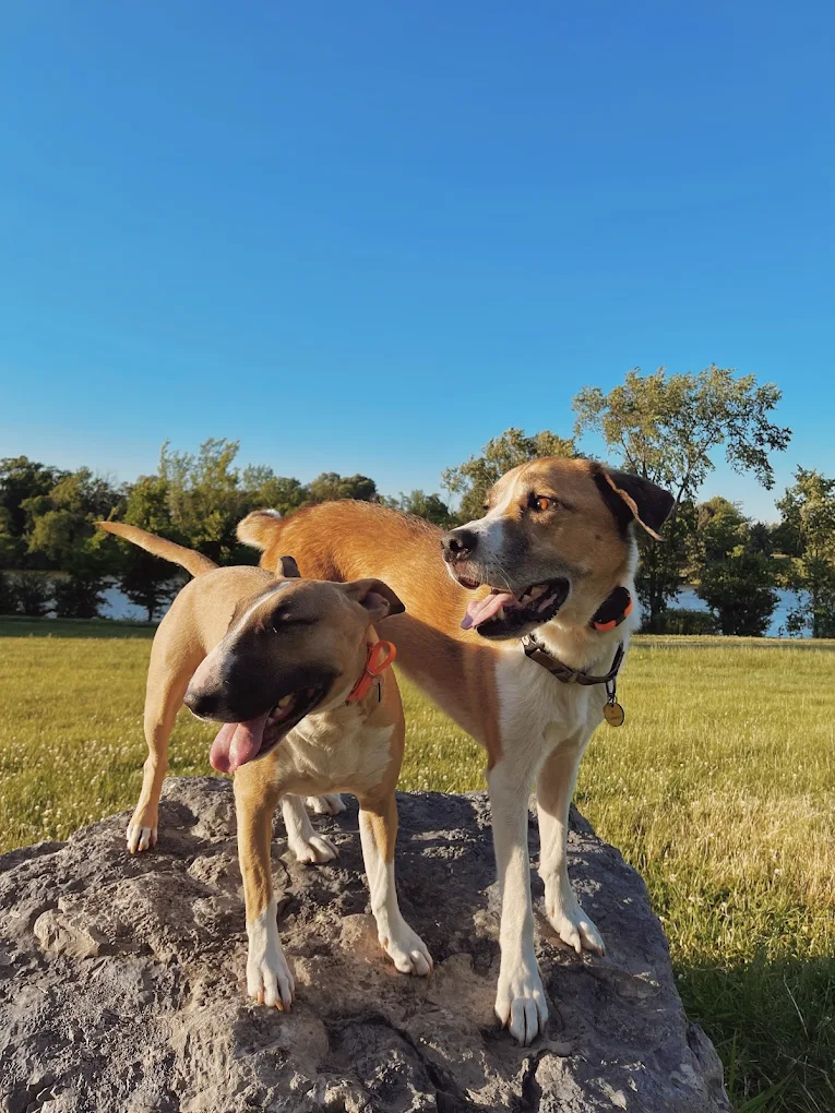 The Happy Hound Behavior and Obedience