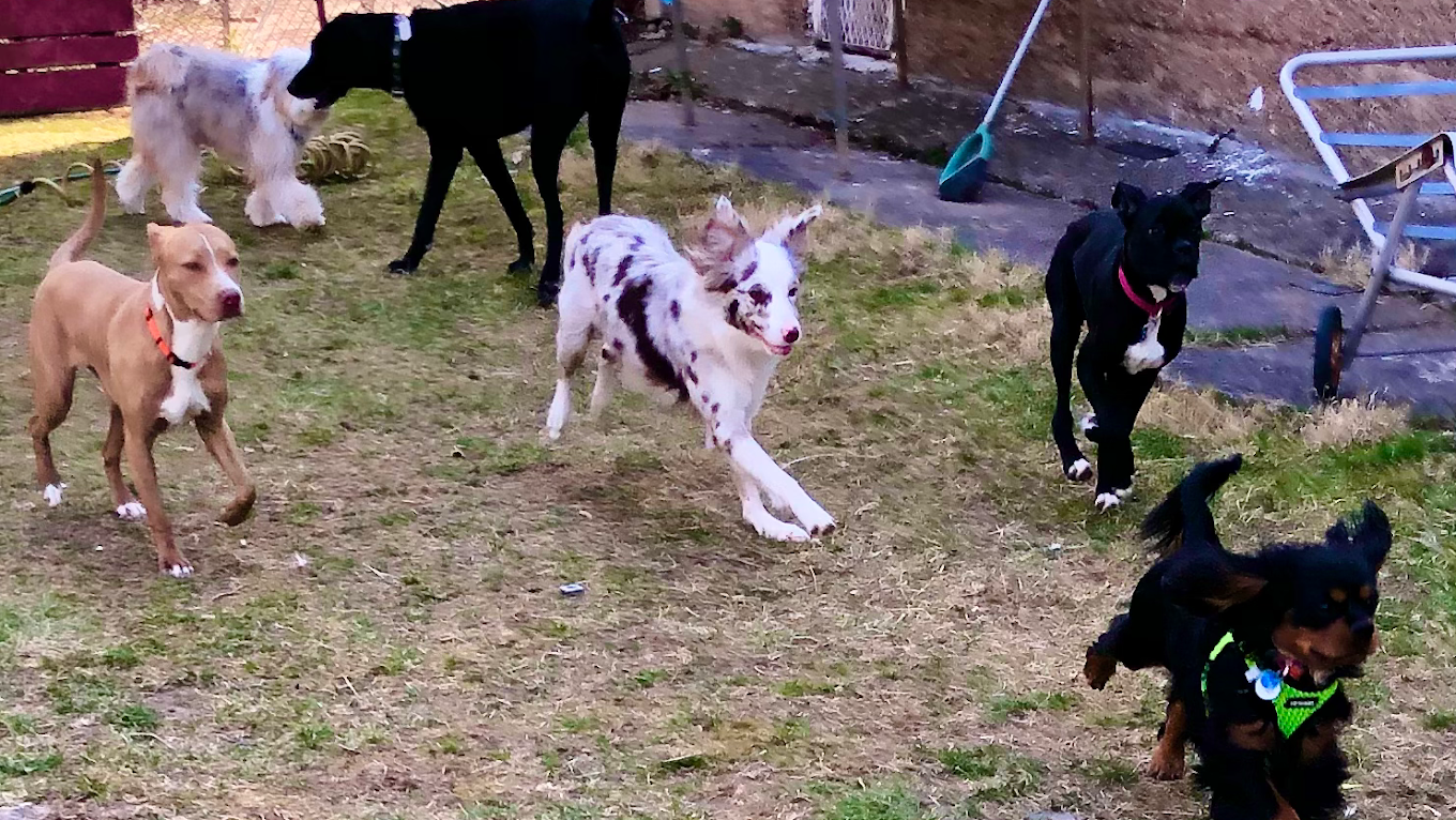 Tazito’s Dog Daycare and Boarding, LLC
