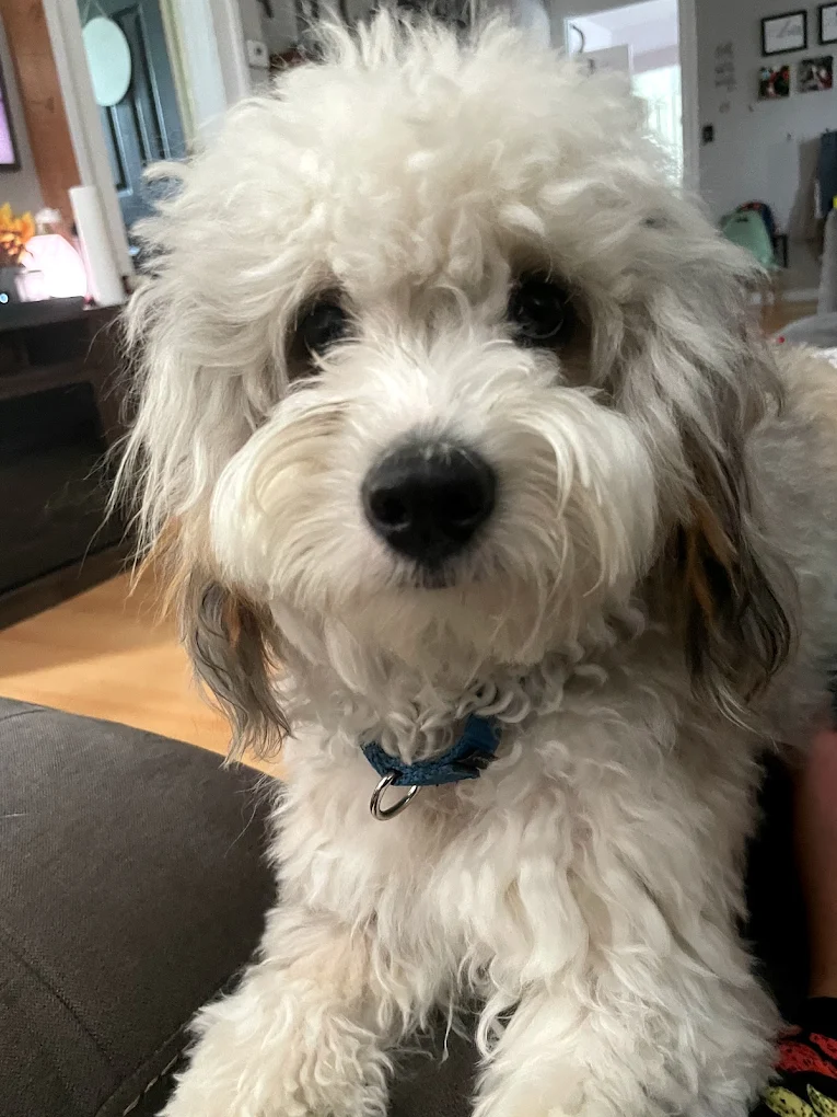 Tazito’s Dog Daycare and Boarding, LLC
