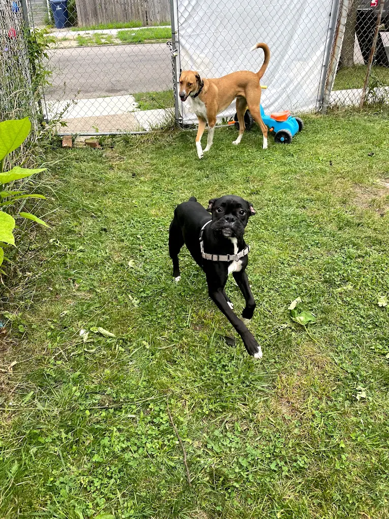 Tazito’s Dog Daycare and Boarding, LLC