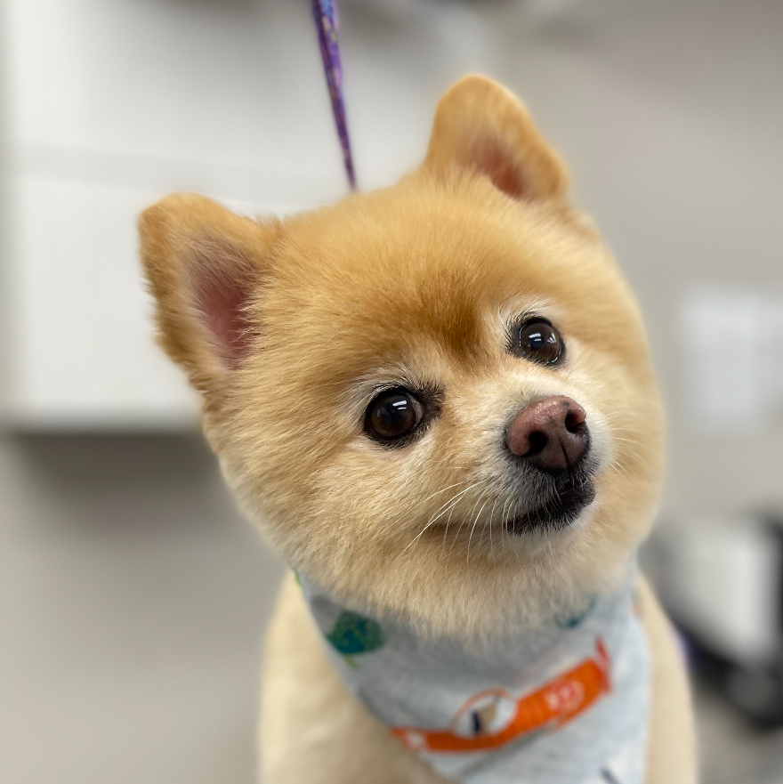 Bark Avenue Dog