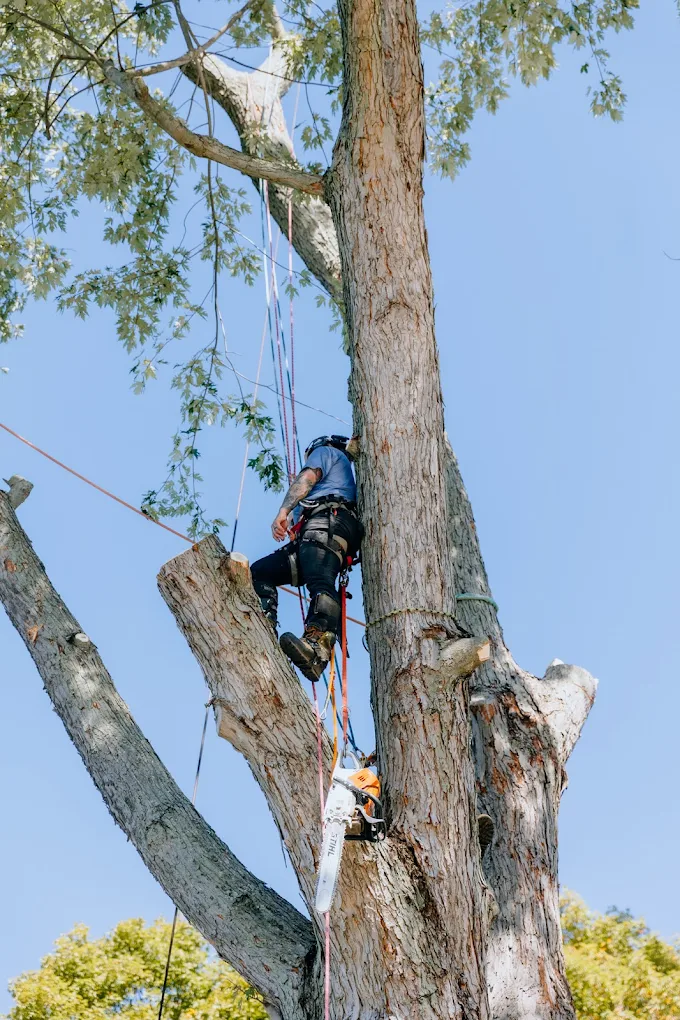 Hercules Tree Service LLC