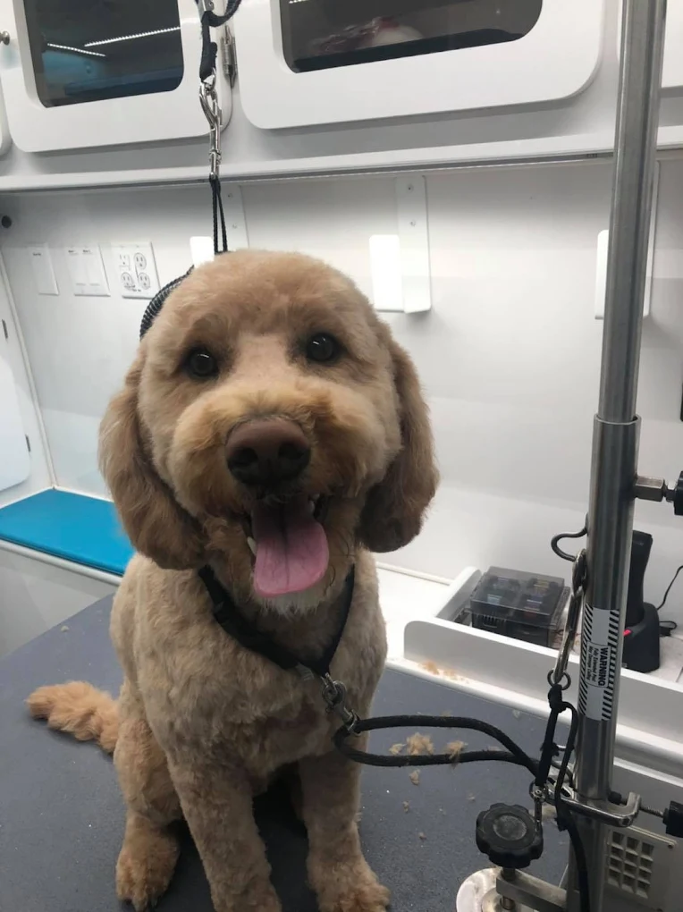Freshcuts Salon & Mobile Dog Grooming