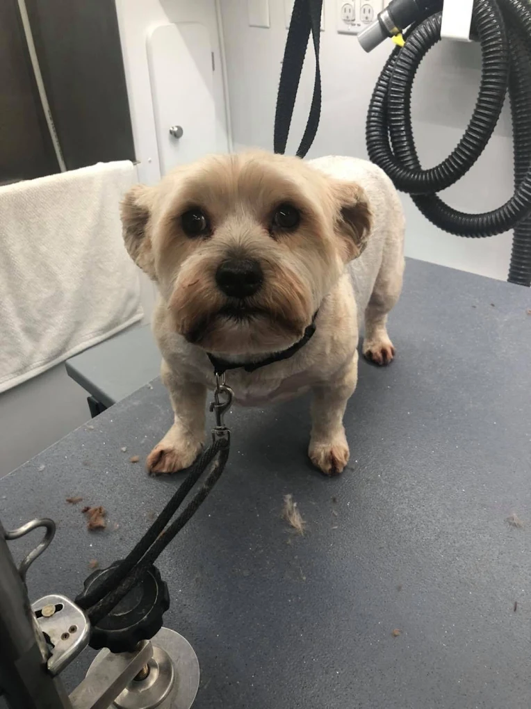 Freshcuts Salon & Mobile Dog Grooming