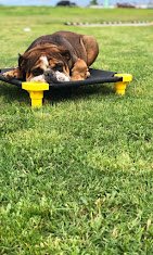 Tip Top K9 Tulsa Dog Training