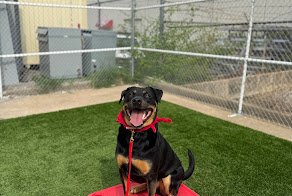 Make Your Dog Epic