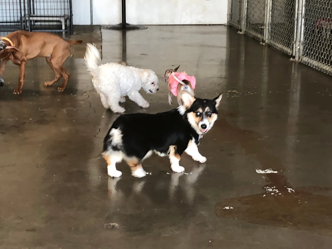 Suite Dog Daze LLC