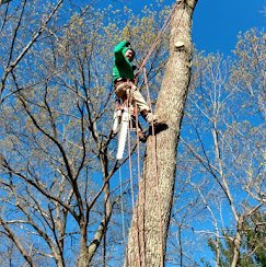 Optimus Tree Service and Landscaping