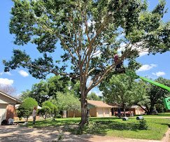 A Cutt Above Tree Service
