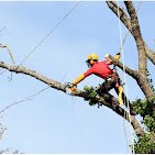 Brad's Tree Service LLC