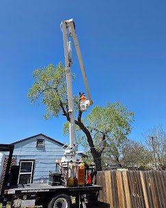 Arborlogical