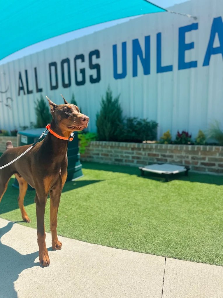 All Dogs Unleashed Dog Training Dallas