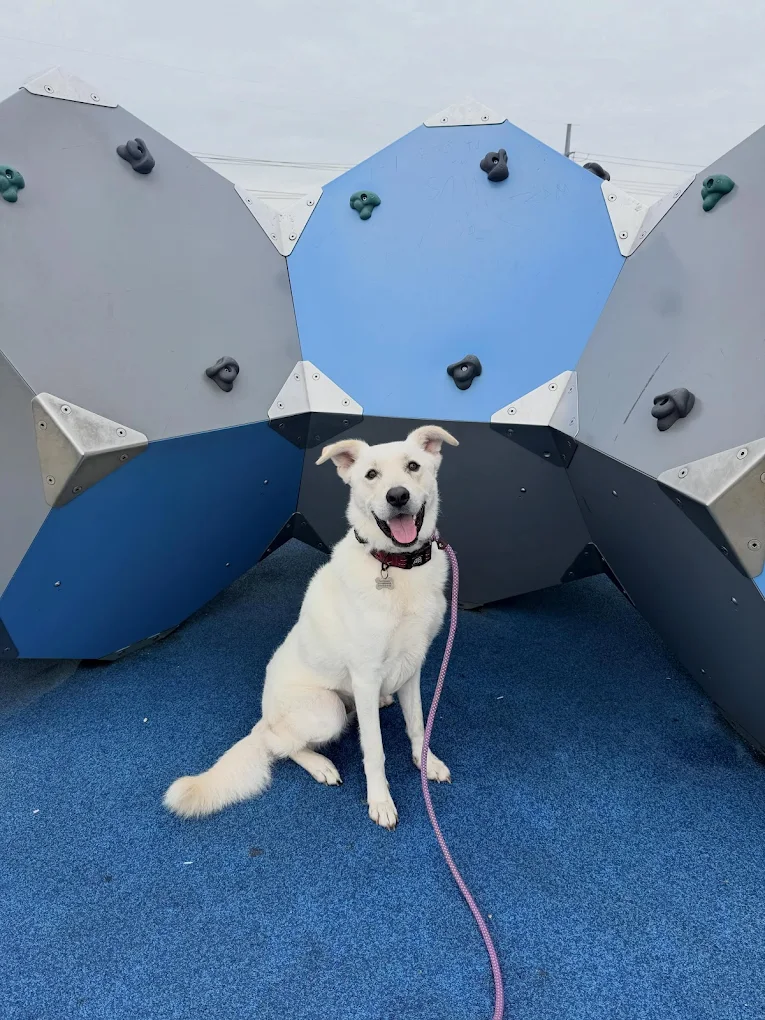 Sit Means Sit Dog Training