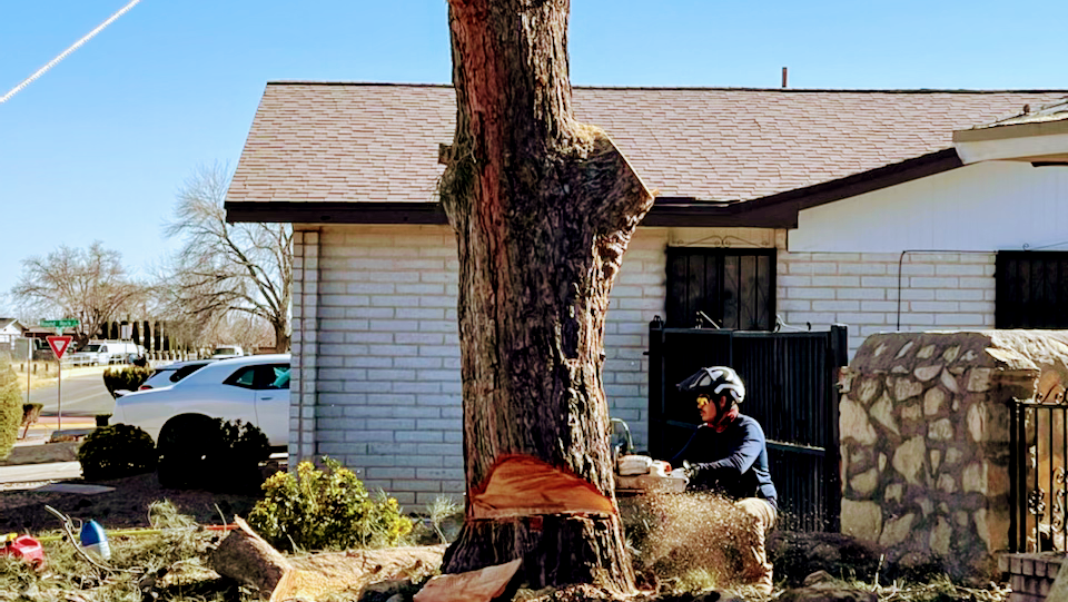 R&M tree service