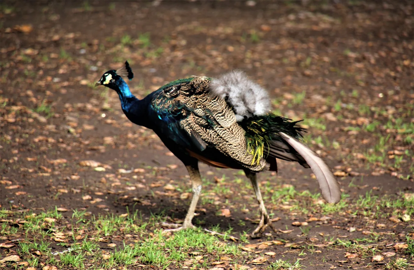 Irvine Regional Park