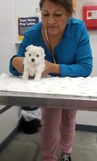 AM PM Ideal Pet Care
