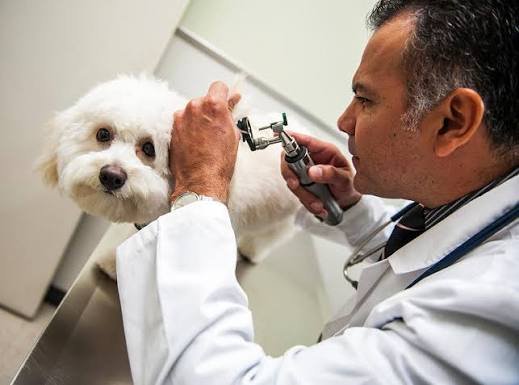 After Hours Animal Hospital