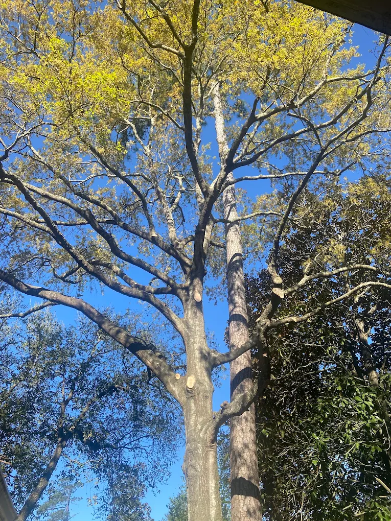 Jones Road Tree Service