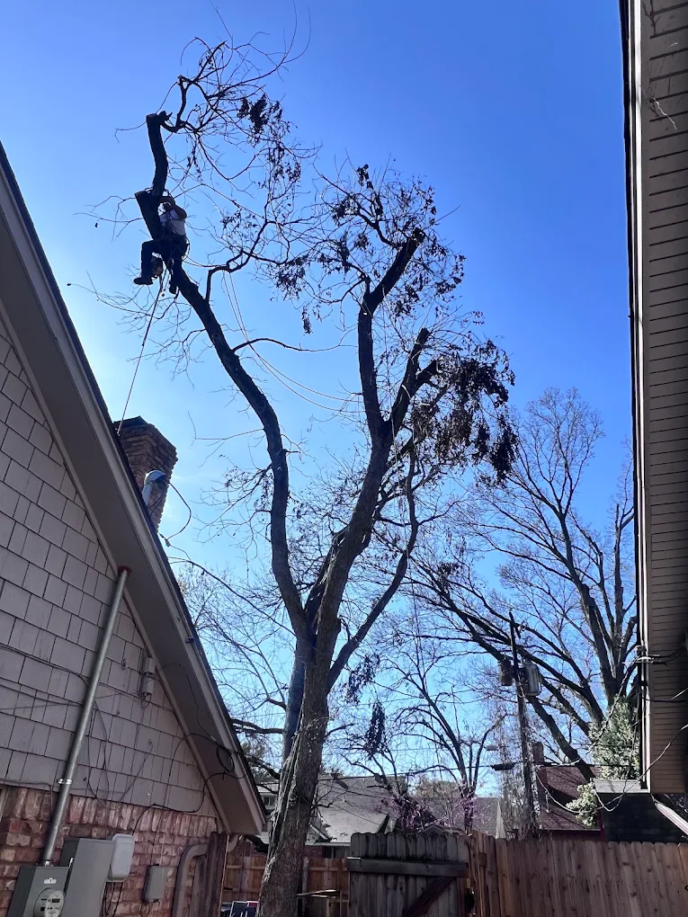 Jose'S Tree Service Co