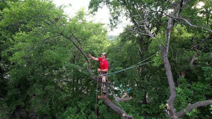 Texas Tree Transformations