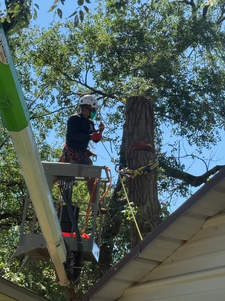 Benavides Tree Trimming & Removal