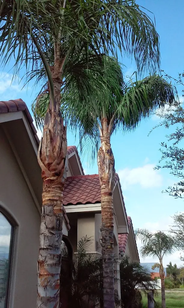 Crows Nest Tree Services