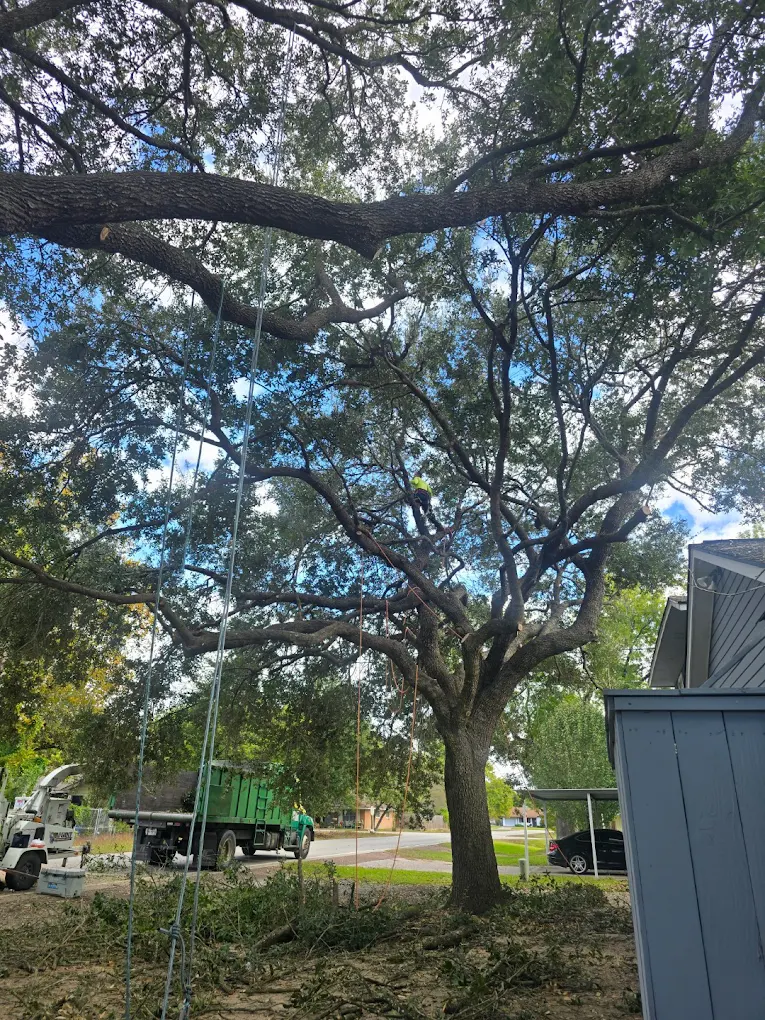 McAllen Tree Service