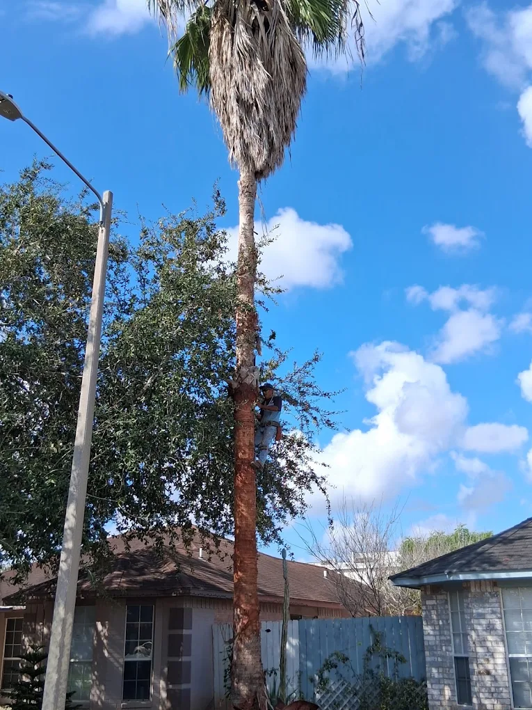 McAllen Tree Service