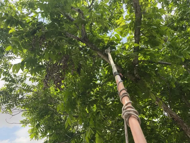 McAllen Tree Service