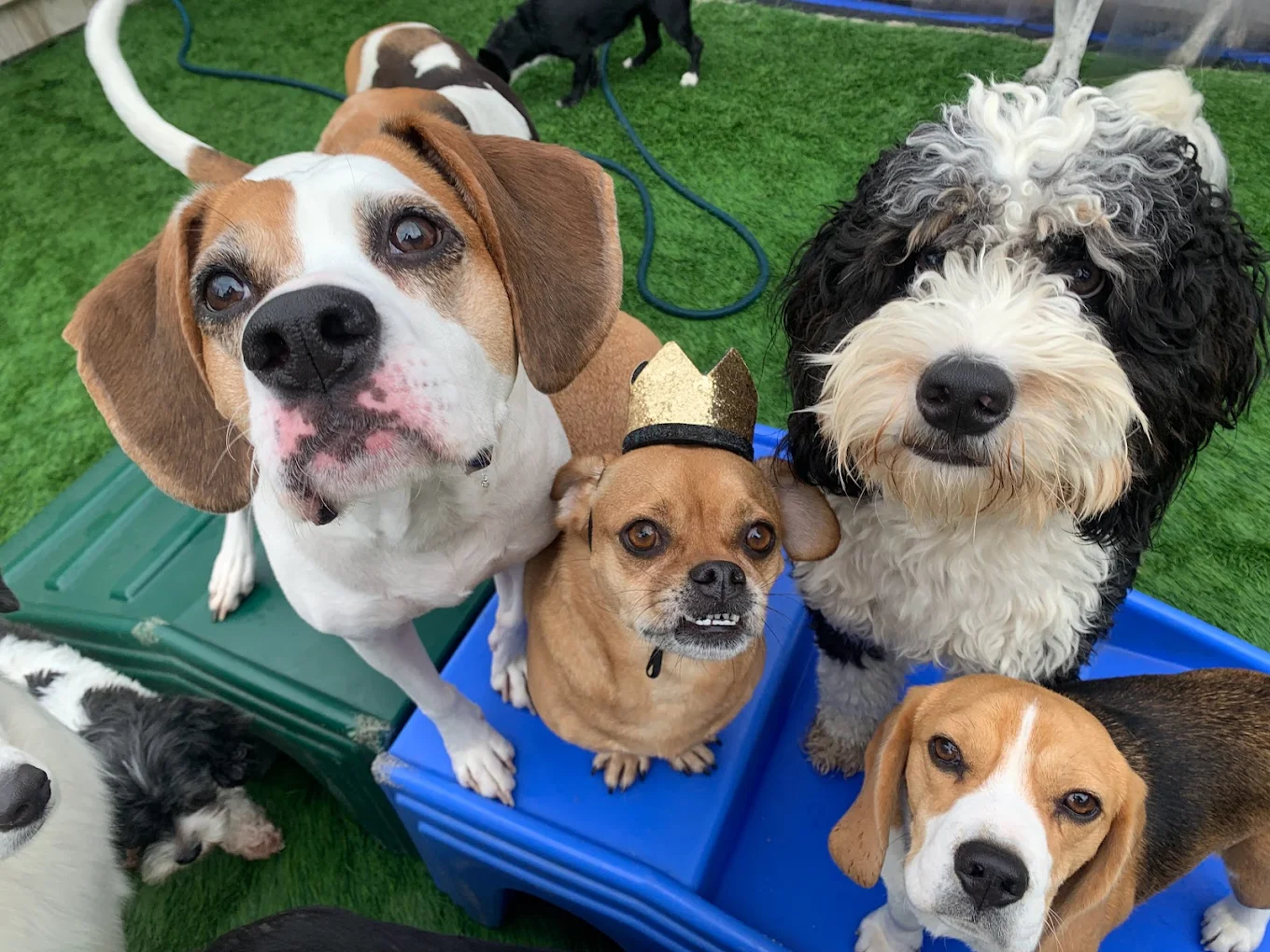 All Paws Retreat
