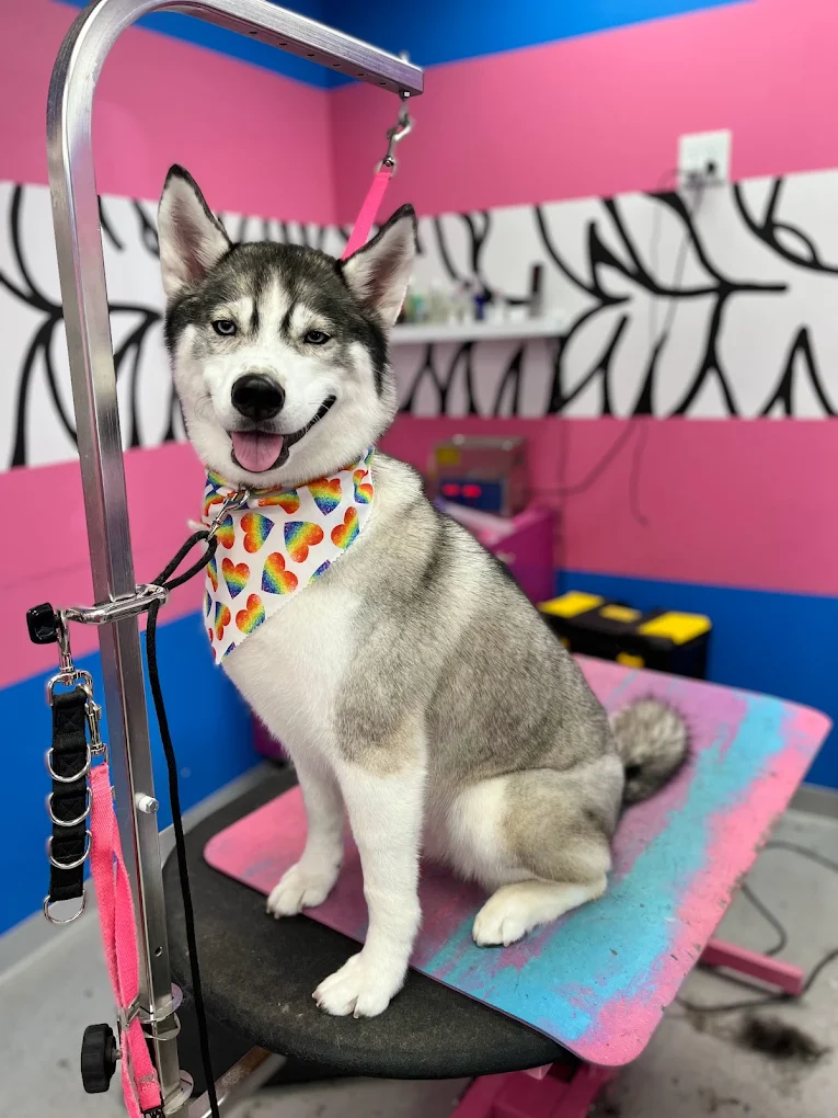Designer Paws Salon