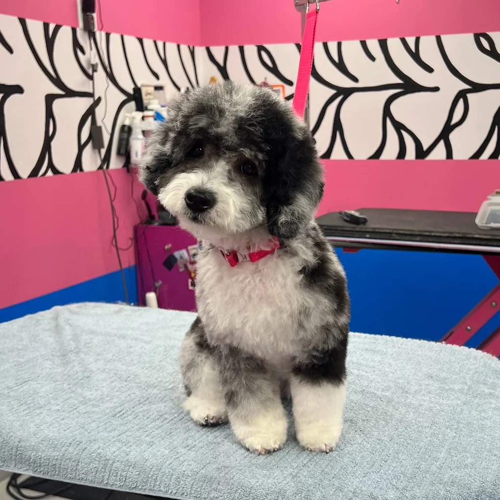 Designer Paws Salon