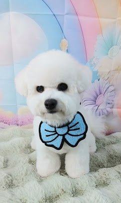 Its Dog Grooming